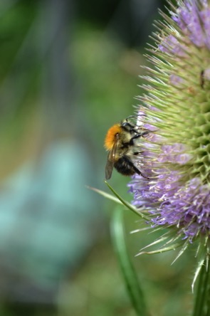 Bumblebee on teasel
